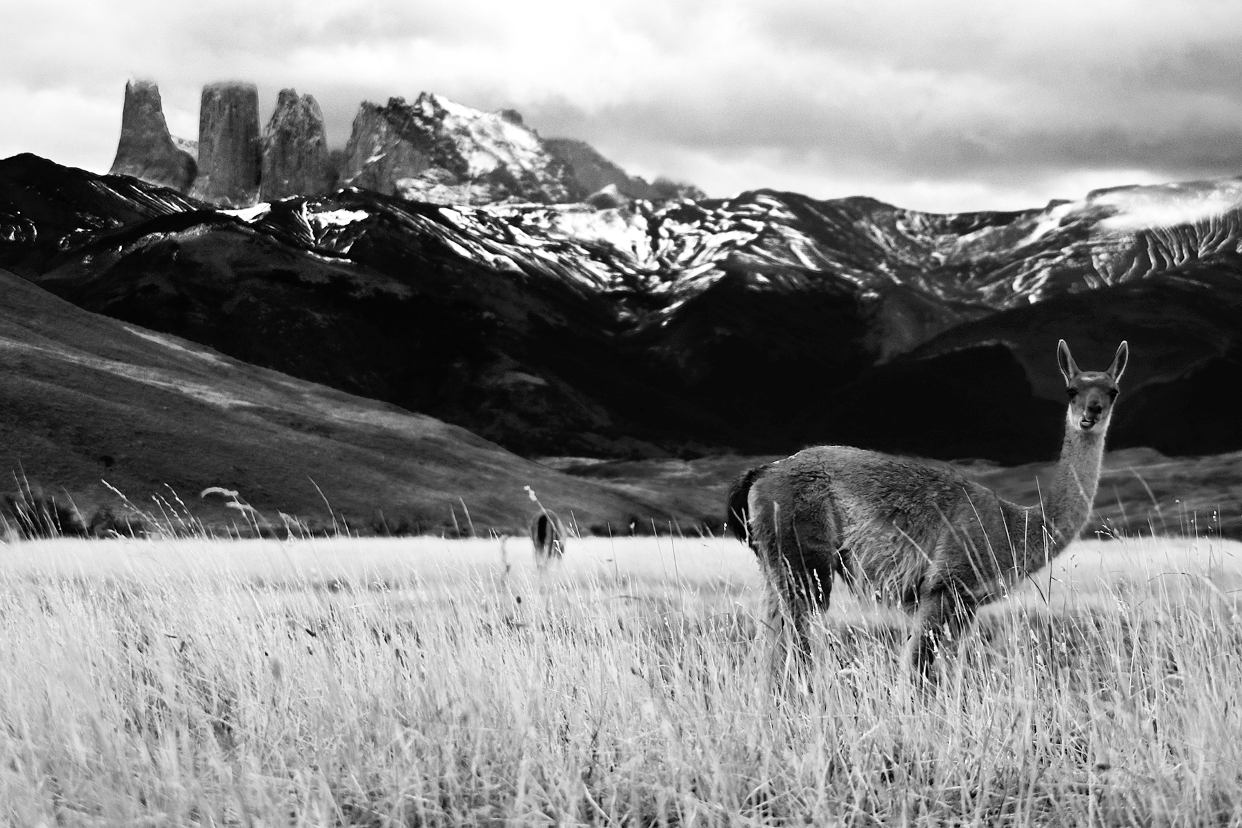 Lama Cuernos del Paine Patagonia Chile