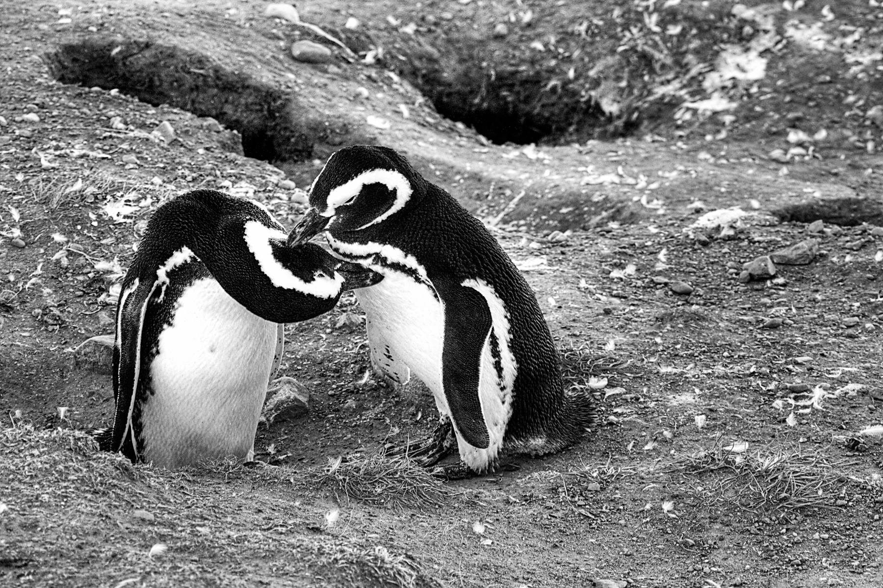 Pinguini Insula Magdalena Patagonia Chile,