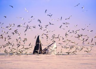 Concurs internațional de fotografie: TransNatura 2018 foto TransNatura 2017 Xingjun Yin CHINA
